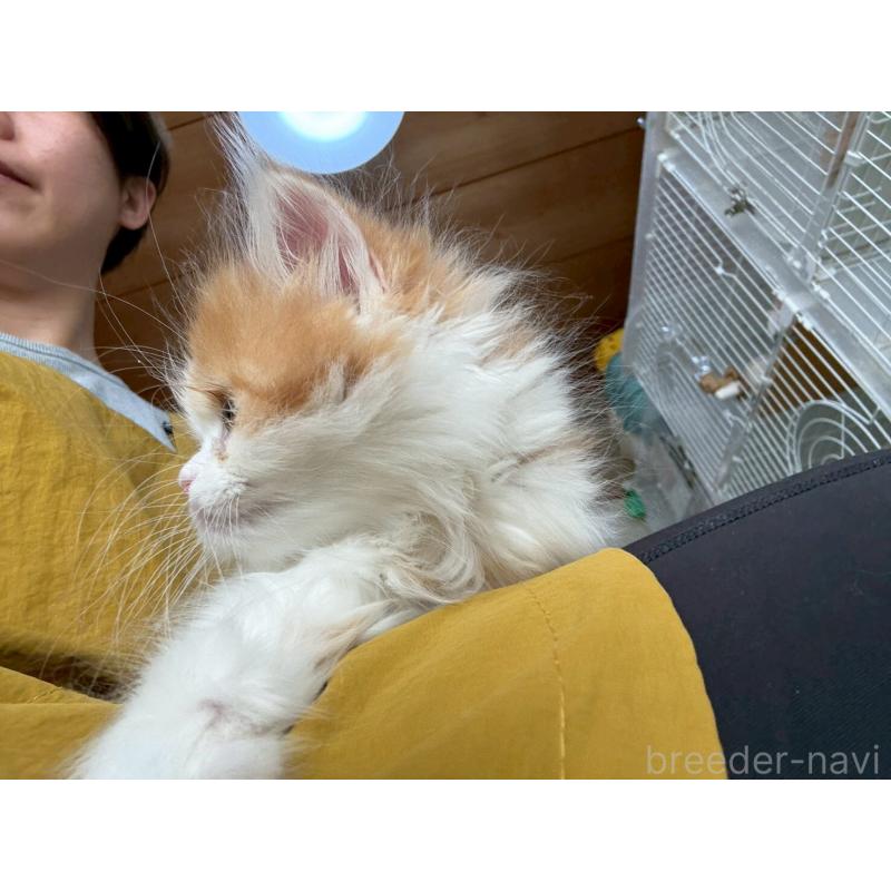 販売中の広島県のミヌエット-132650の18枚目