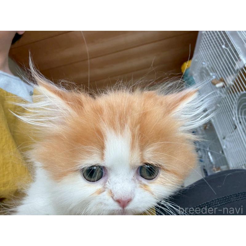 販売中の広島県のミヌエット-132650の17枚目