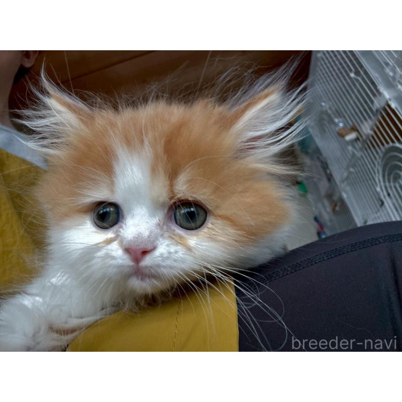 販売中の広島県のミヌエット-132650の16枚目