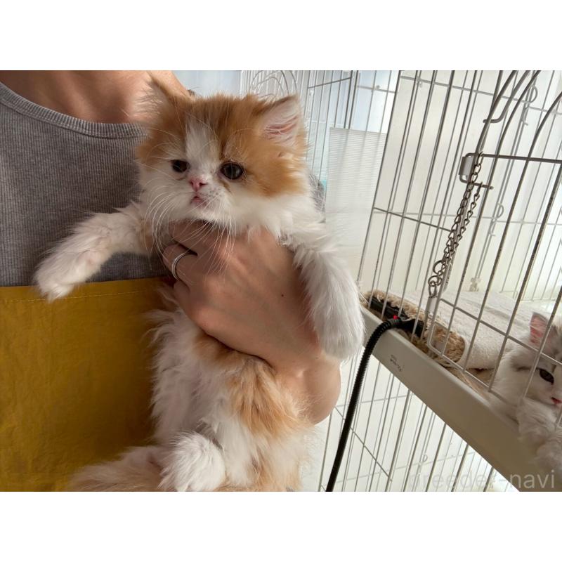 販売中の広島県のミヌエット-132650の15枚目