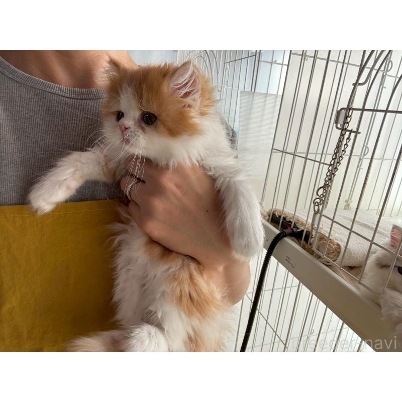 販売中の広島県のミヌエット-132650の14枚目