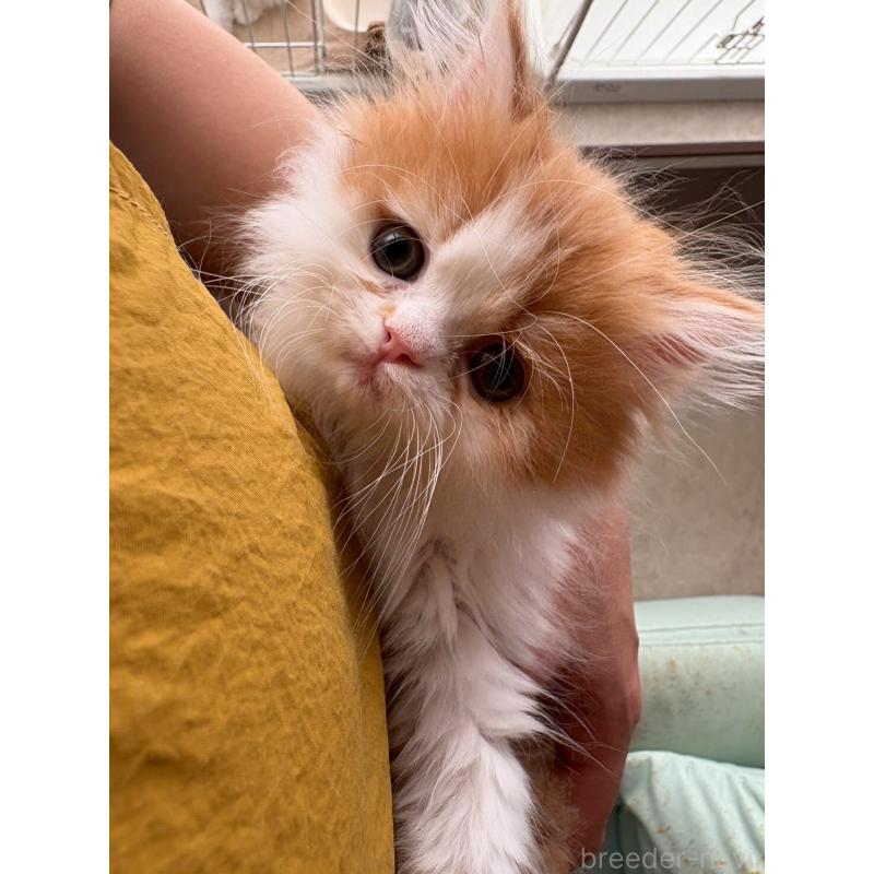 販売中の広島県のミヌエット-132650の13枚目