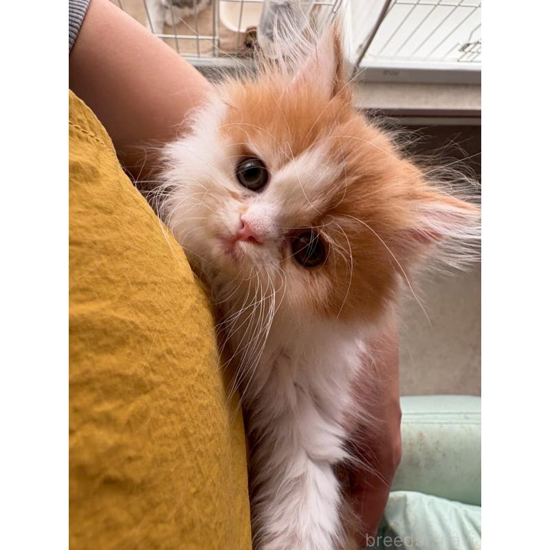 販売中の広島県のミヌエット-132650の12枚目