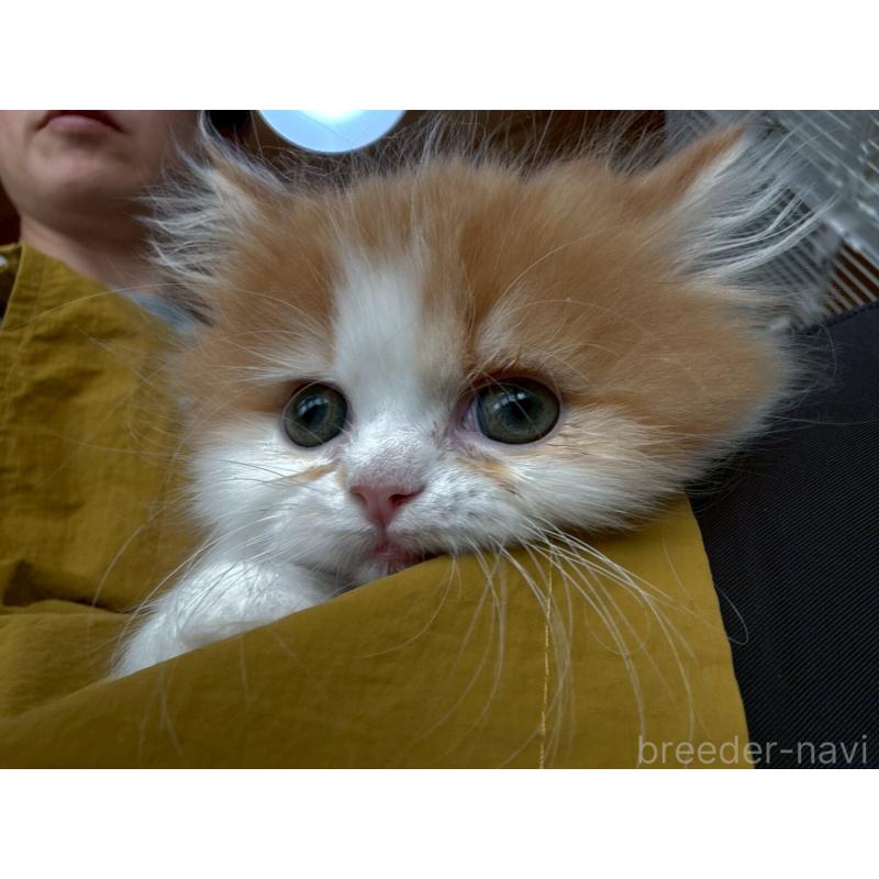 販売中の広島県のミヌエット-132650の11枚目