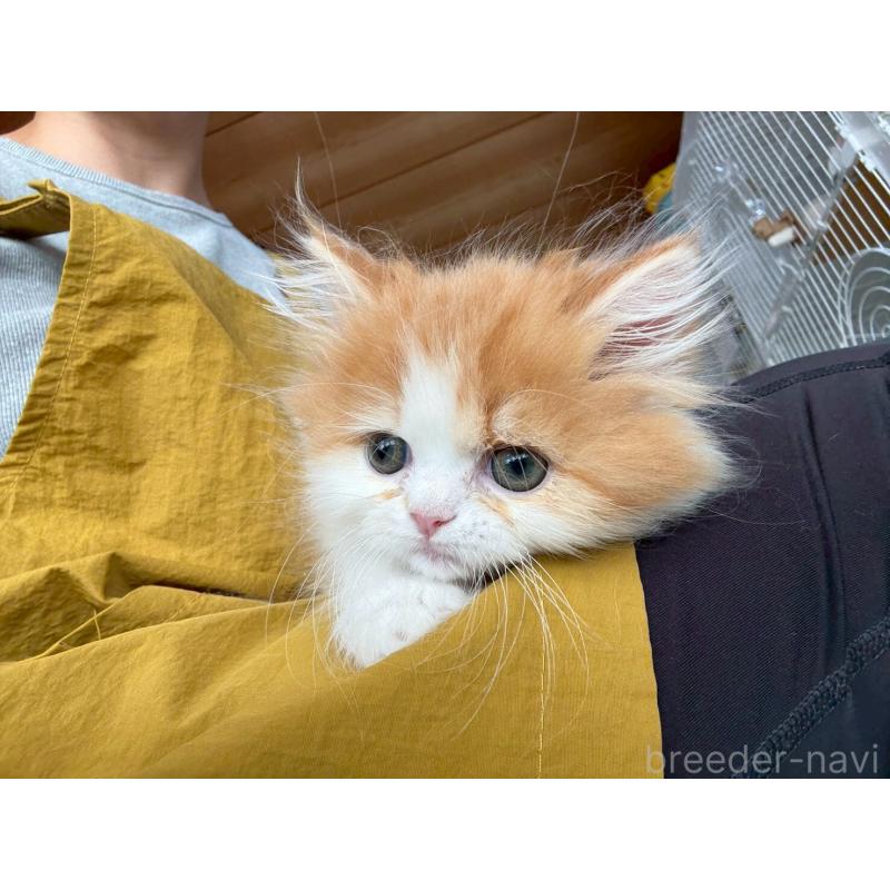 販売中の広島県のミヌエット-132650の10枚目