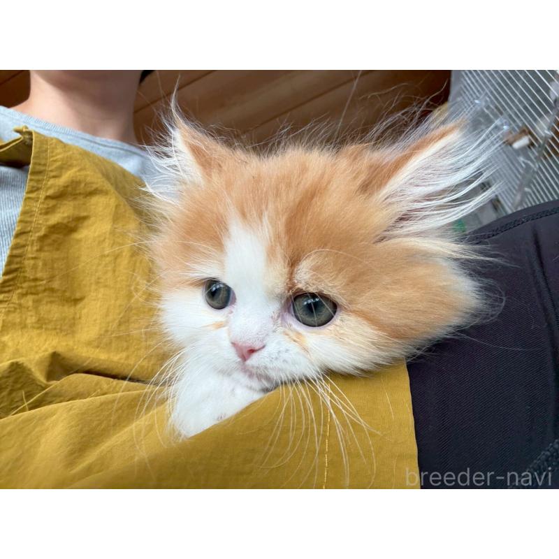 販売中の広島県のミヌエット-132650の9枚目