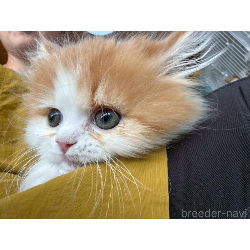 販売中の広島県のミヌエット-132650の8枚目