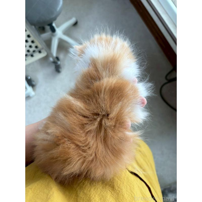 販売中の広島県のミヌエット-132650の7枚目