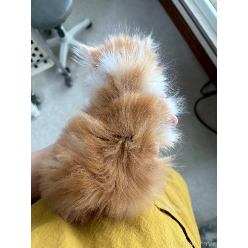 販売中の広島県のミヌエット-132650の6枚目