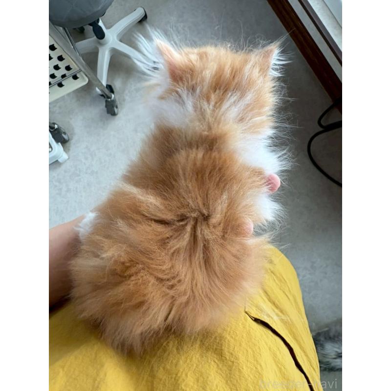 販売中の広島県のミヌエット-132650の5枚目