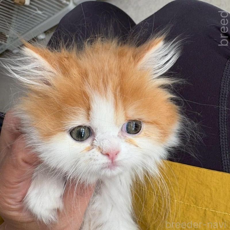 販売中の広島県のミヌエット-132650の4枚目