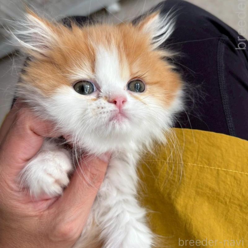 販売中の広島県のミヌエット-132650の3枚目