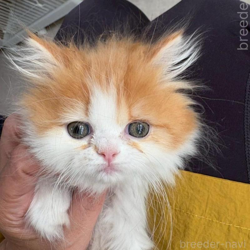 販売中の広島県のミヌエット-132650の2枚目