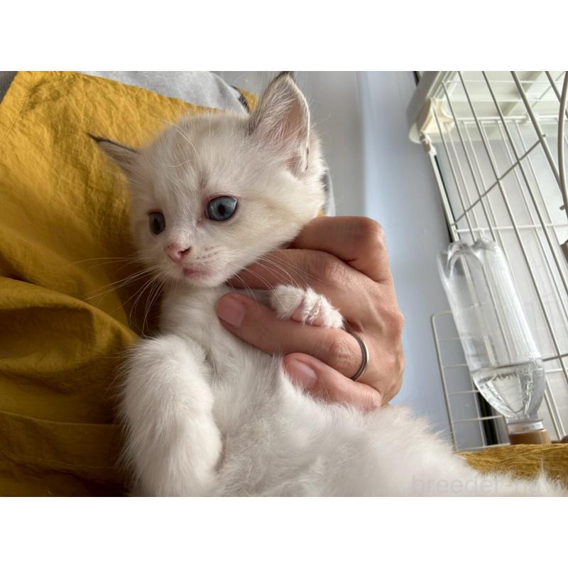 販売中の広島県のラグドール-132651の21枚目