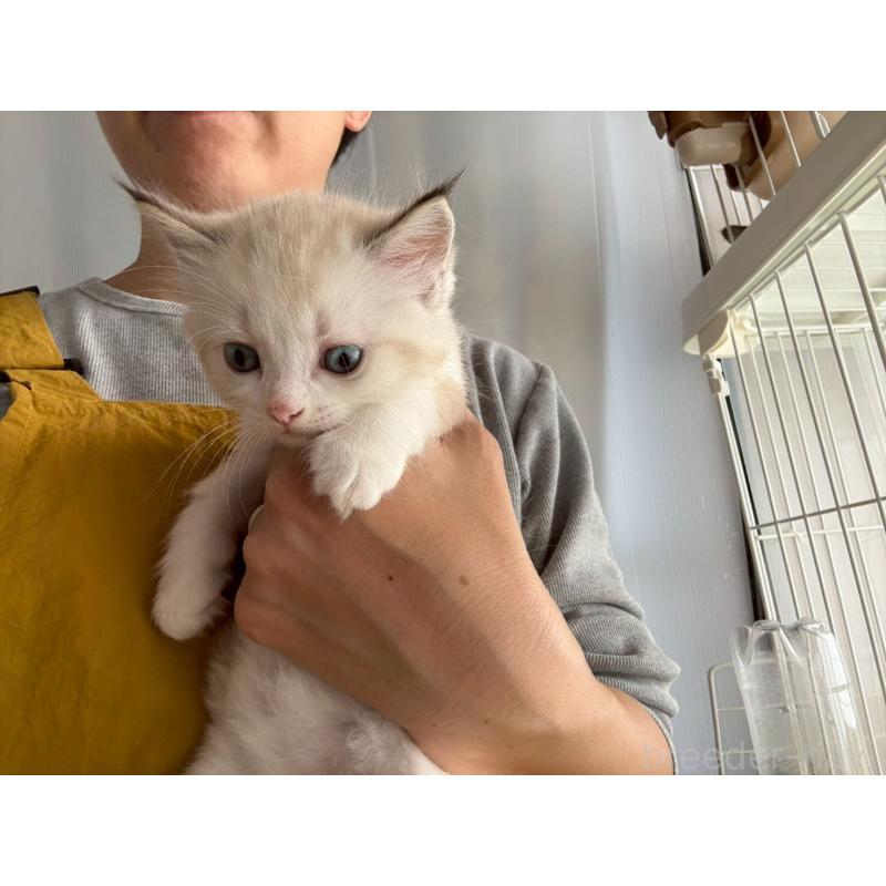 販売中の広島県のラグドール-132651の20枚目