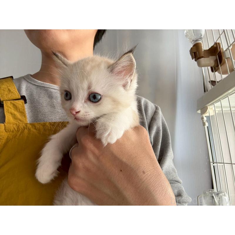 販売中の広島県のラグドール-132651の19枚目