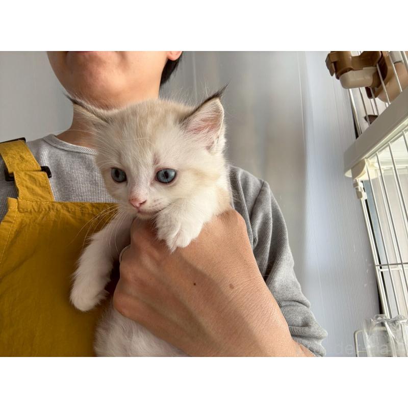 販売中の広島県のラグドール-132651の18枚目