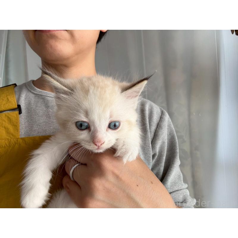 販売中の広島県のラグドール-132651の17枚目