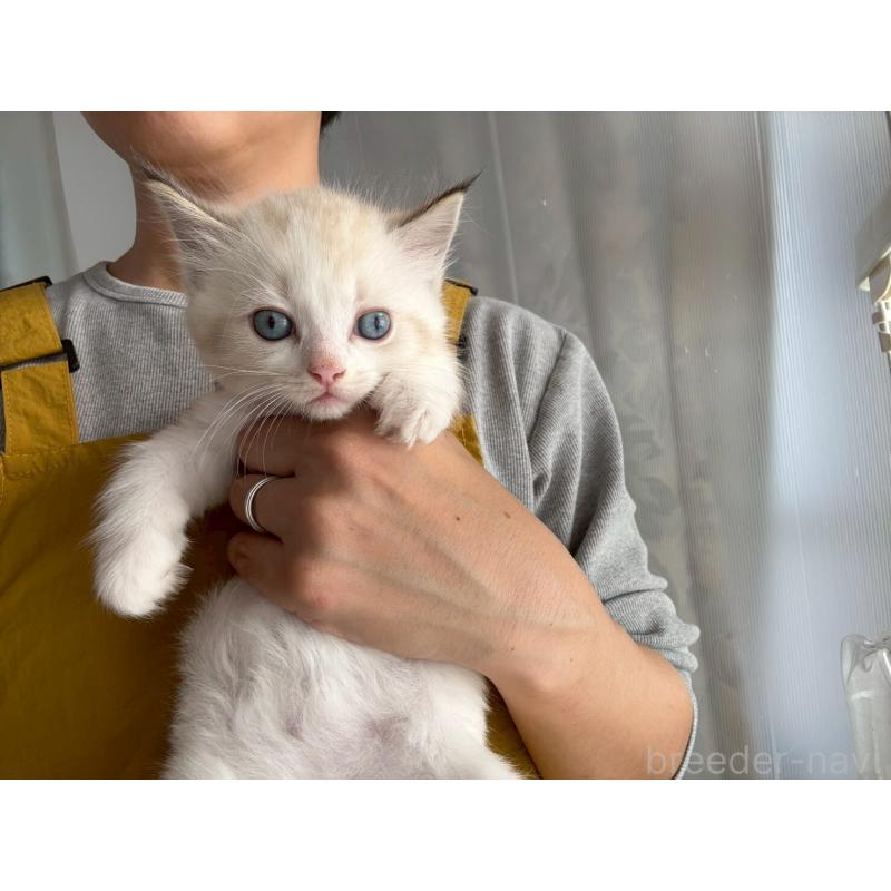 販売中の広島県のラグドール-132651の16枚目