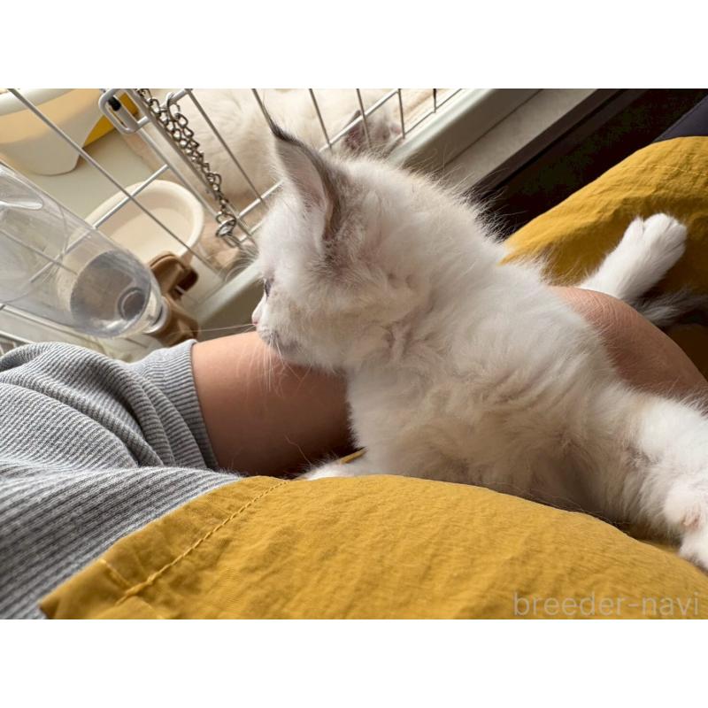 販売中の広島県のラグドール-132651の15枚目