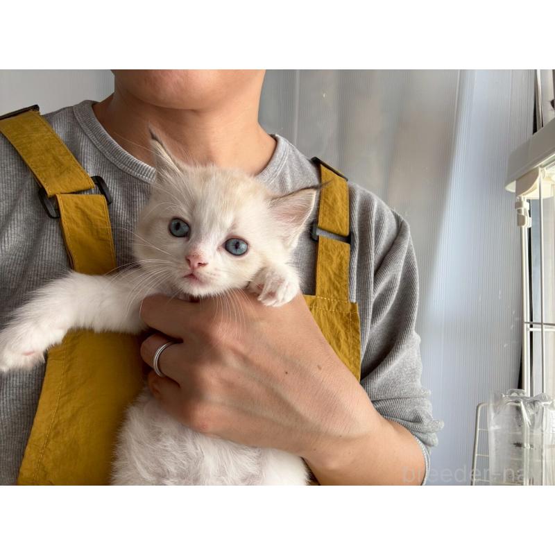 販売中の広島県のラグドール-132651の14枚目