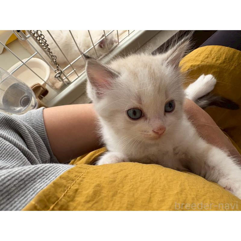 販売中の広島県のラグドール-132651の13枚目