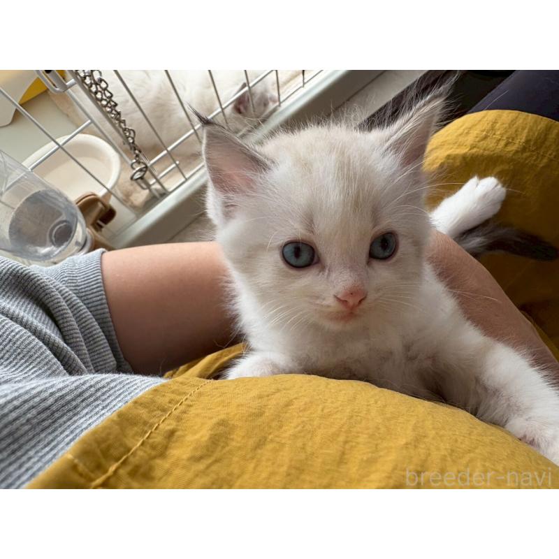 販売中の広島県のラグドール-132651の12枚目