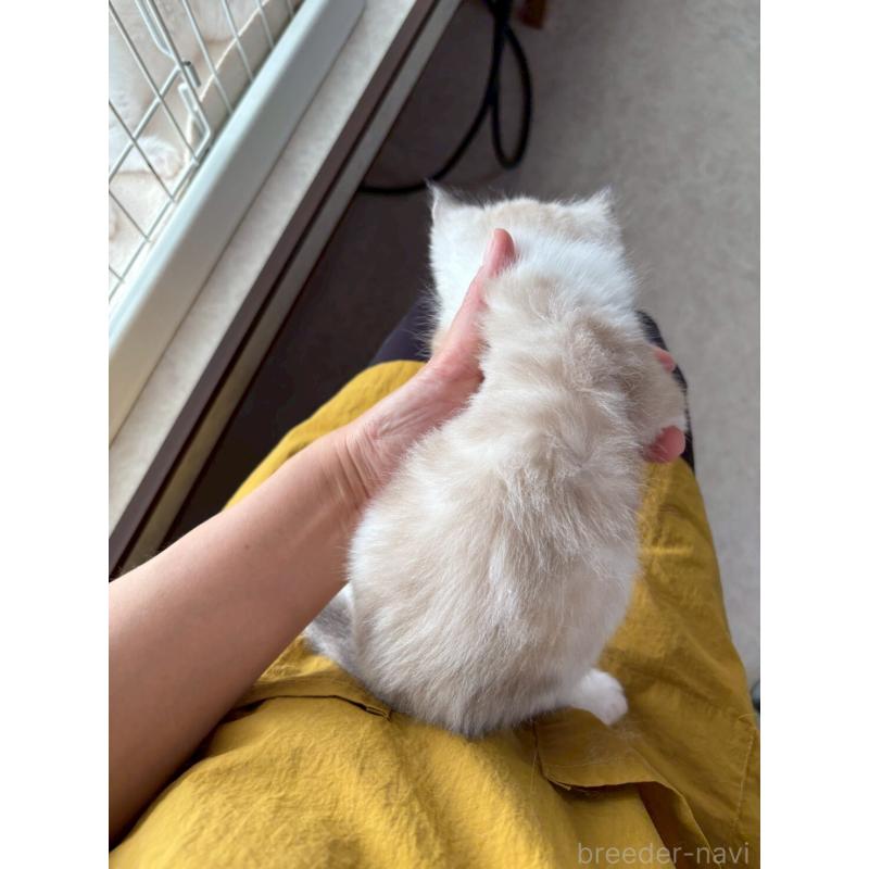 販売中の広島県のラグドール-132651の11枚目