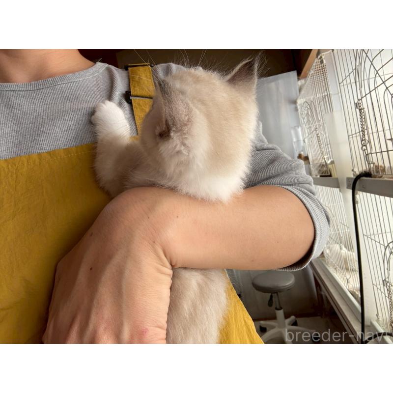 販売中の広島県のラグドール-132651の10枚目