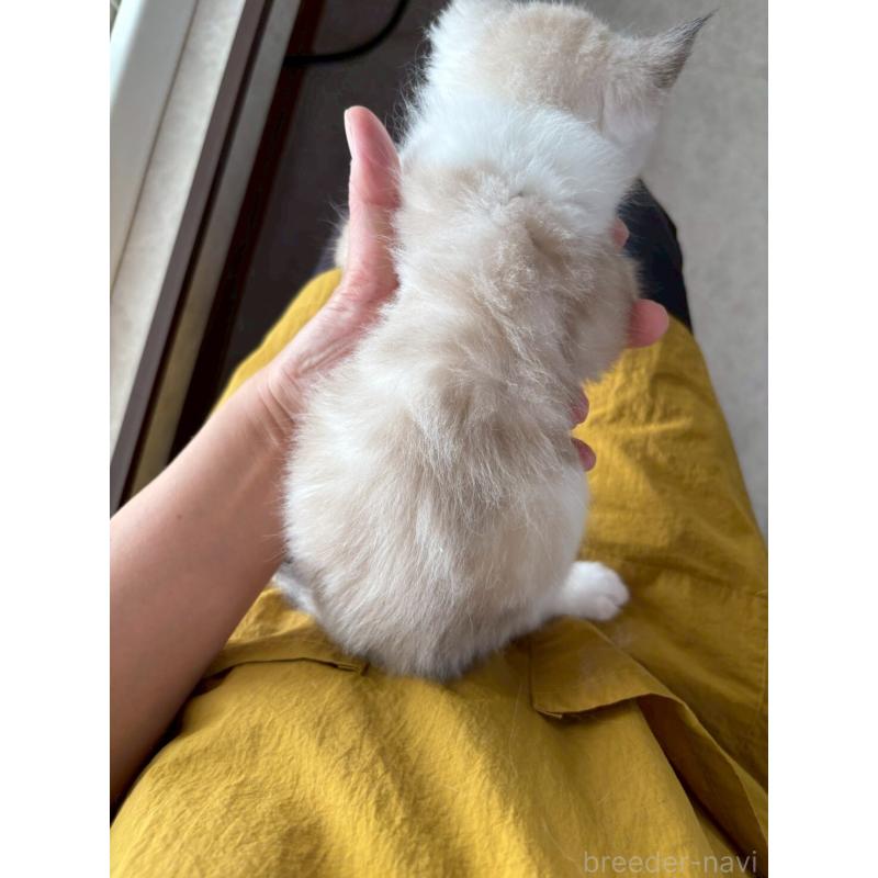 販売中の広島県のラグドール-132651の9枚目