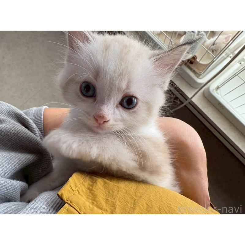 販売中の広島県のラグドール-132651の8枚目