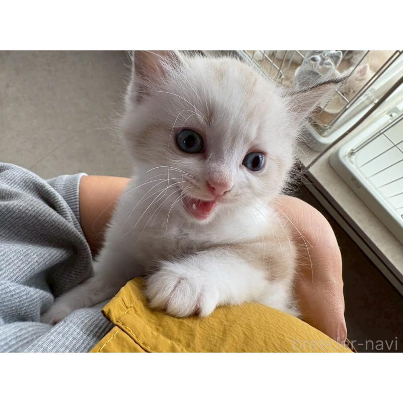 販売中の広島県のラグドール-132651の7枚目