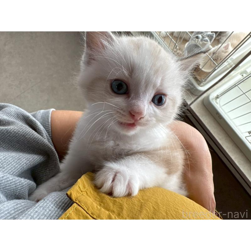 販売中の広島県のラグドール-132651の6枚目