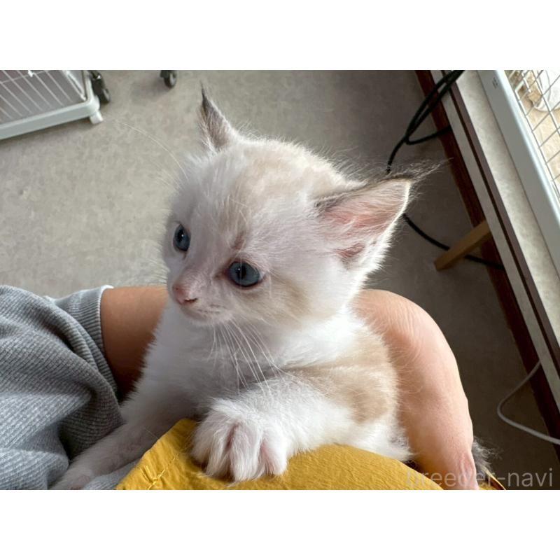 販売中の広島県のラグドール-132651の5枚目