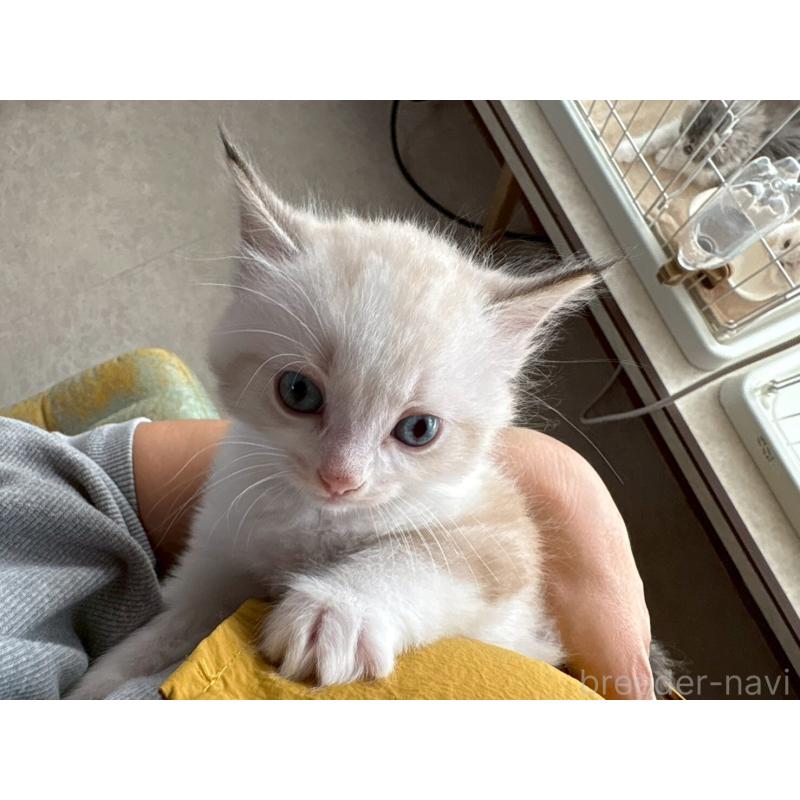 販売中の広島県のラグドール-132651の4枚目