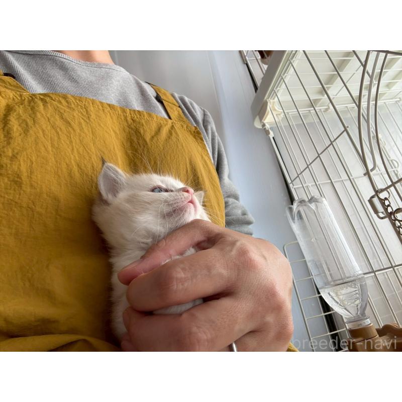 販売中の広島県のラグドール-132651の3枚目