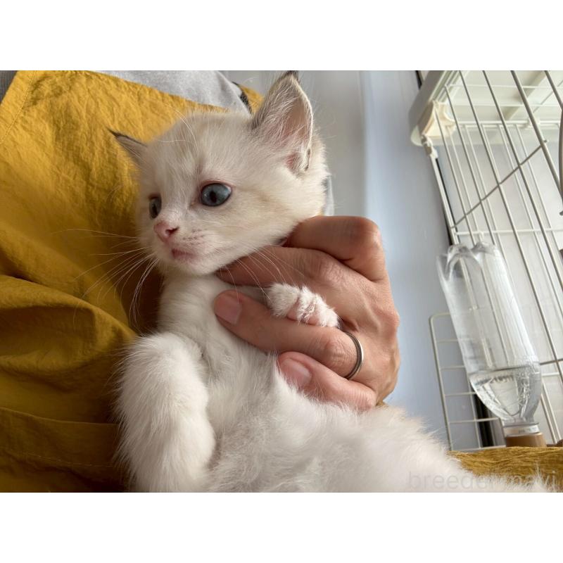 販売中の広島県のラグドール-132651の2枚目