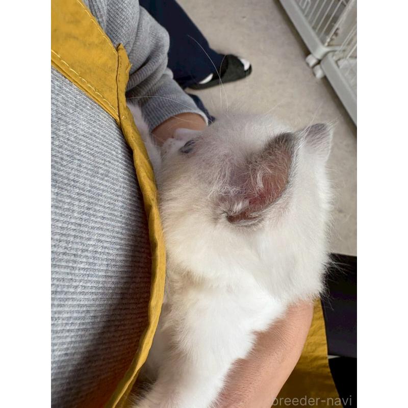 販売中の広島県のラグドール-132652の20枚目
