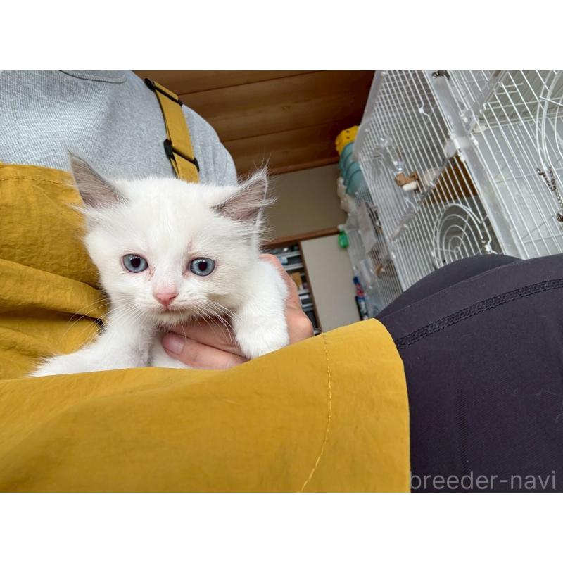 販売中の広島県のラグドール-132652の19枚目