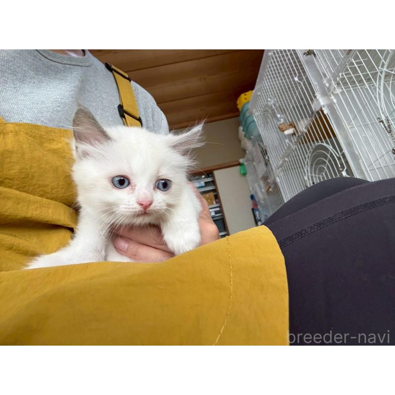 販売中の広島県のラグドール-132652の18枚目
