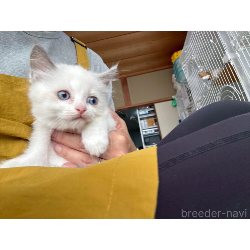 販売中の広島県のラグドール-132652の17枚目