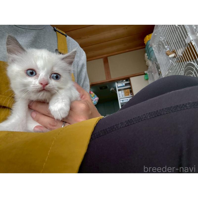 販売中の広島県のラグドール-132652の16枚目