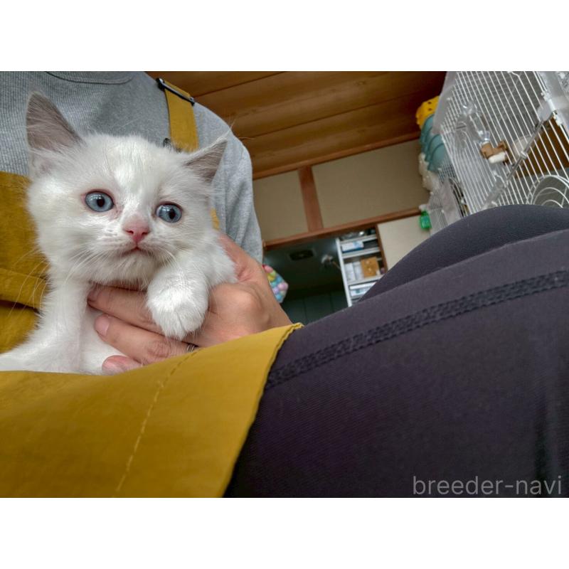 販売中の広島県のラグドール-132652の15枚目