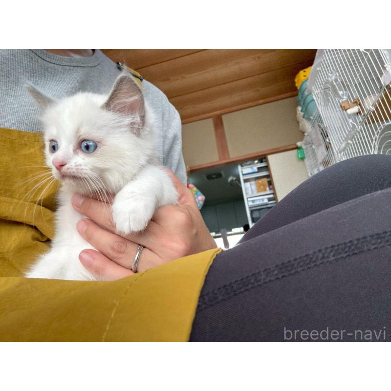 販売中の広島県のラグドール-132652の13枚目