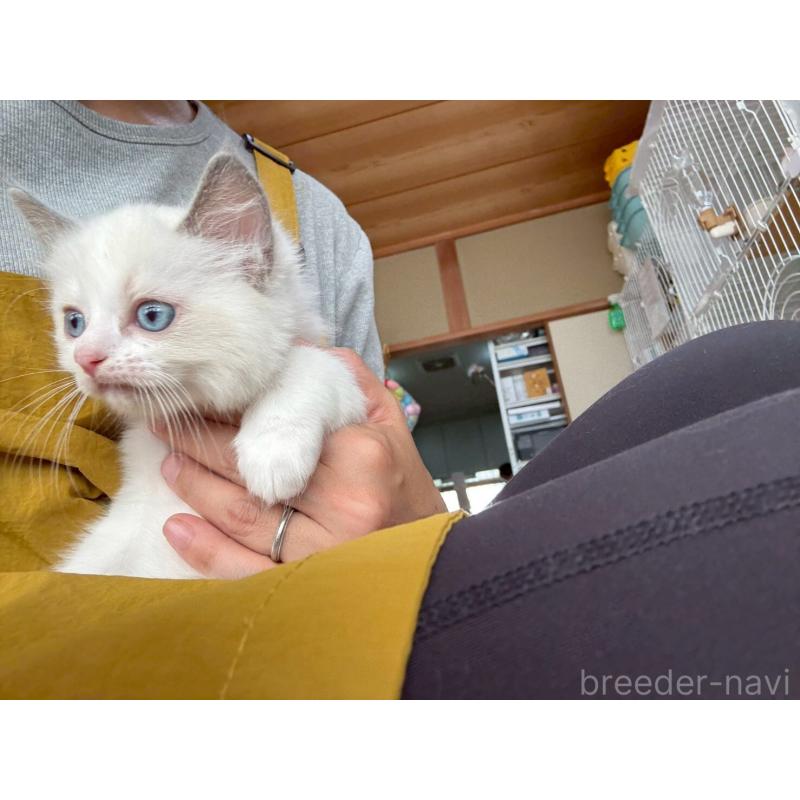 販売中の広島県のラグドール-132652の14枚目