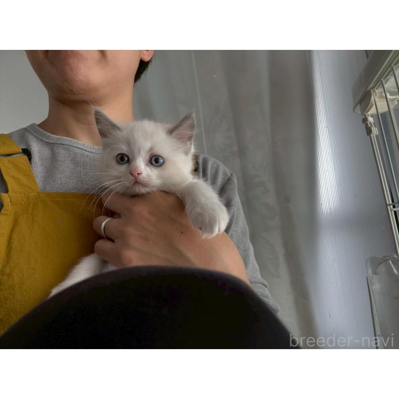 販売中の広島県のラグドール-132652の12枚目