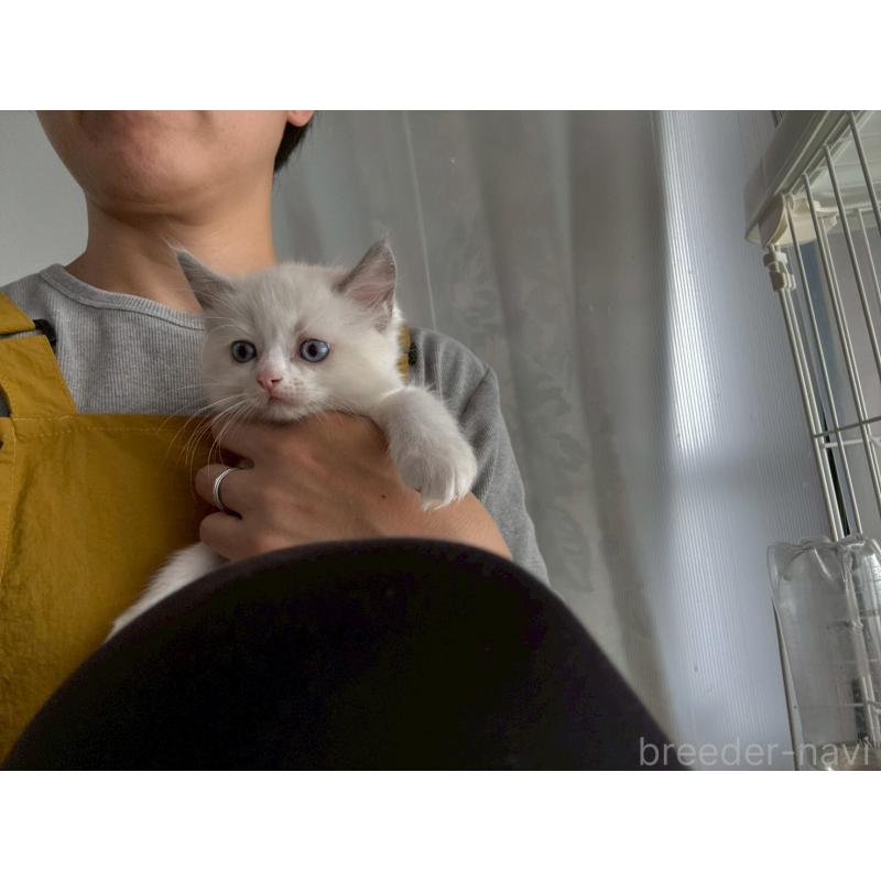 販売中の広島県のラグドール-132652の11枚目