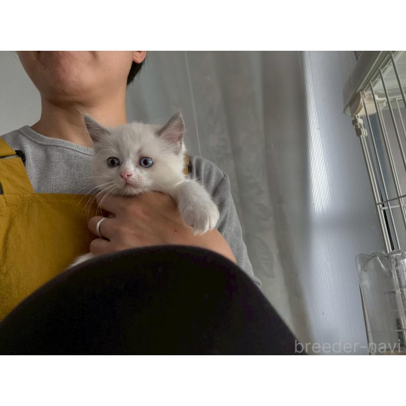 販売中の広島県のラグドール-132652の10枚目