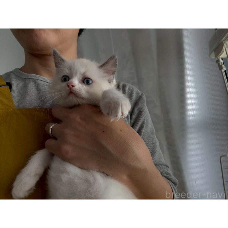 販売中の広島県のラグドール-132652の9枚目