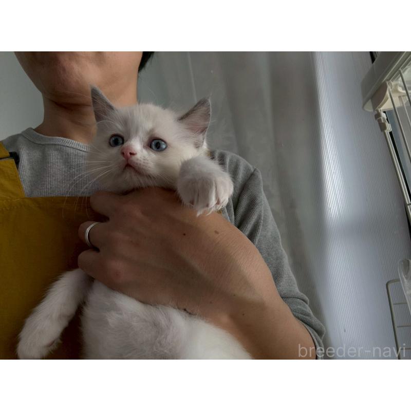 販売中の広島県のラグドール-132652の8枚目